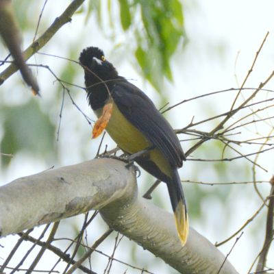 Plush-Crested Jay (2)